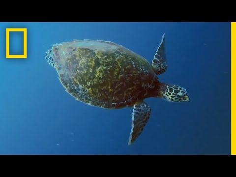 Sea Turtles 101 | National Geographic