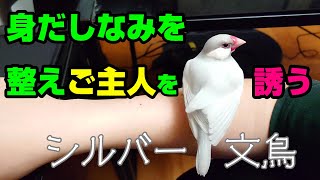 相手をしてくれないご主人の袖を引っ張る手乗り文鳥