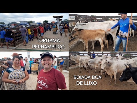 Feira do Gado em Toritama Pernambuco 02/09/2026 todas as quartas 5hrs da manhã. 