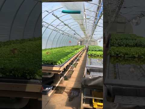 Hydroponic Lettuce greenhouse