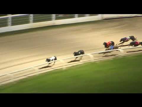2017 SERVOCA BRITISH BRED DERBY - HEAT 1 - T4 ROMEO MANDATE