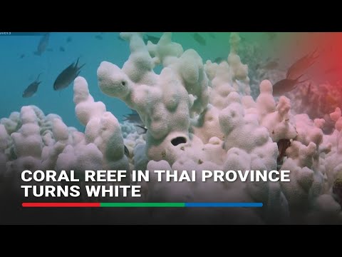 Thai fisherman mourns loss as 'global boiling' turns coral reef ‘all very white’