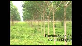 preview picture of video 'Video plantaciones en Colombia'