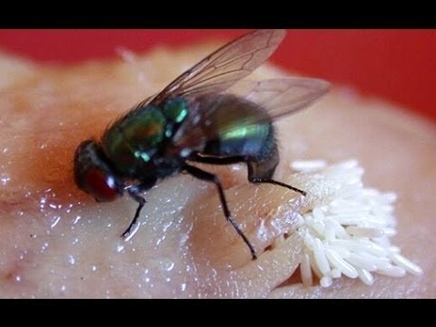 Video Cara Mengusir Lalat Ok Google Terupdate Video Cara Mengusir Lalat Ok Google Terupdate