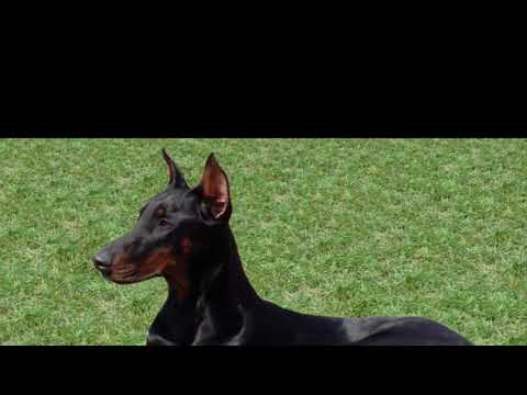 IL DOBERMANN