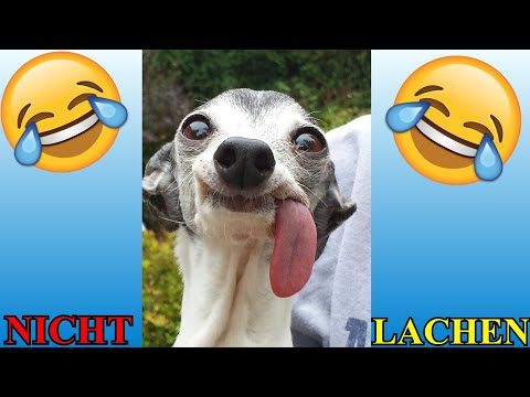 VERSUCHE NICHT ZU LACHEN !!! 🤣🤣🤣 #67