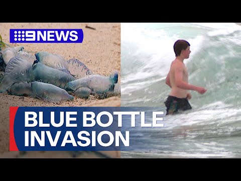 Blue bottle surge forcing swimmers out of the water | 9 News Australia