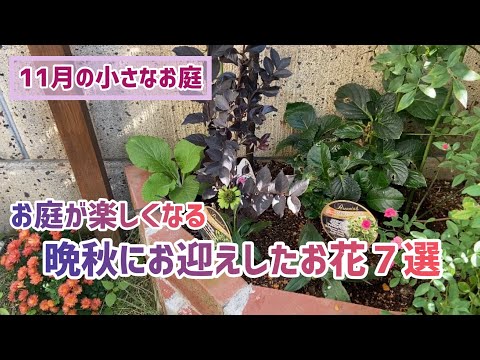  11月から12月に植えて春まで色とりどりの庭を作る、メンテナンス不要の冬の花5選！  庭園