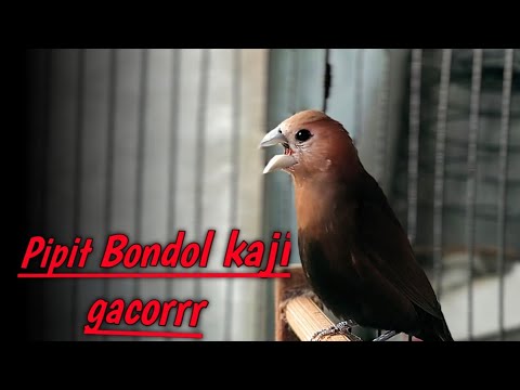 Amada bielohlavá (Lonchura maja) — video o speve a chove