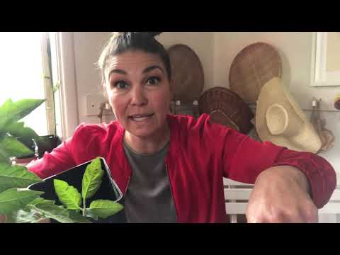 Plantera Om Tomat Och Varför Aldrig Toppar