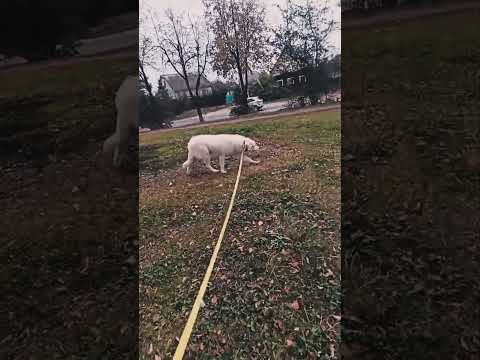 Maremma Abruzzo Sheepdog Welpe kaufen