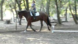 Laurel Oaks Stables Lena Flat 11-20-10
