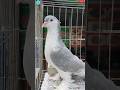 Silver SHIRAZI Pigeon 😍🔥 #kabutar #shorts