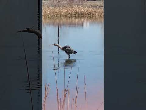blue heron fishing