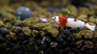 Caridina shrimp macro video