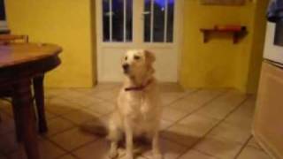 preview picture of video 'Golden Retriever Twirling!'