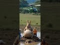 Rabbit stuck in muddy water, rescuing rabbit, rabbit cute rabbit, helping animals, cartoon rescue