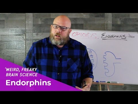 Weird, Freaky Brain Science Endorphins