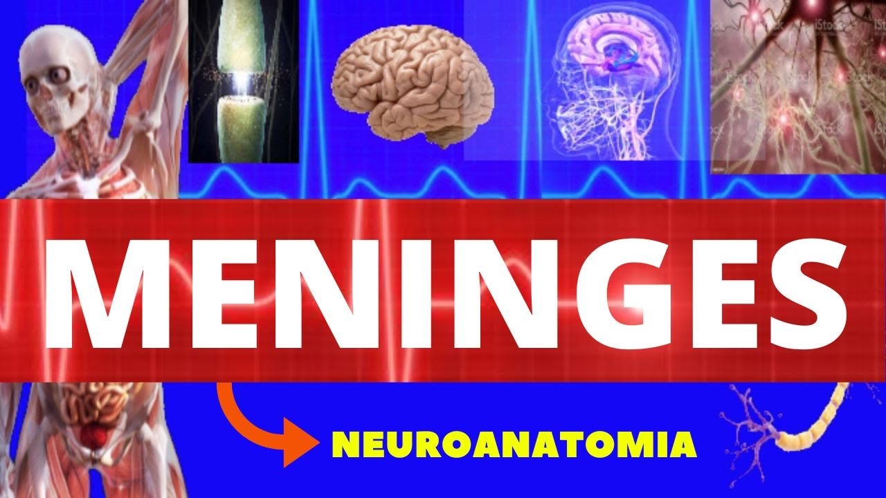 MENINGES (DURA-MÁTER,ARACNÓIDE, PIA-MÁTER) - NEUROANATOMIA - ANATOMIA DO SISTEMA NERVOSO
