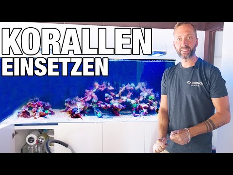 Animals come into the 1000l aquarium