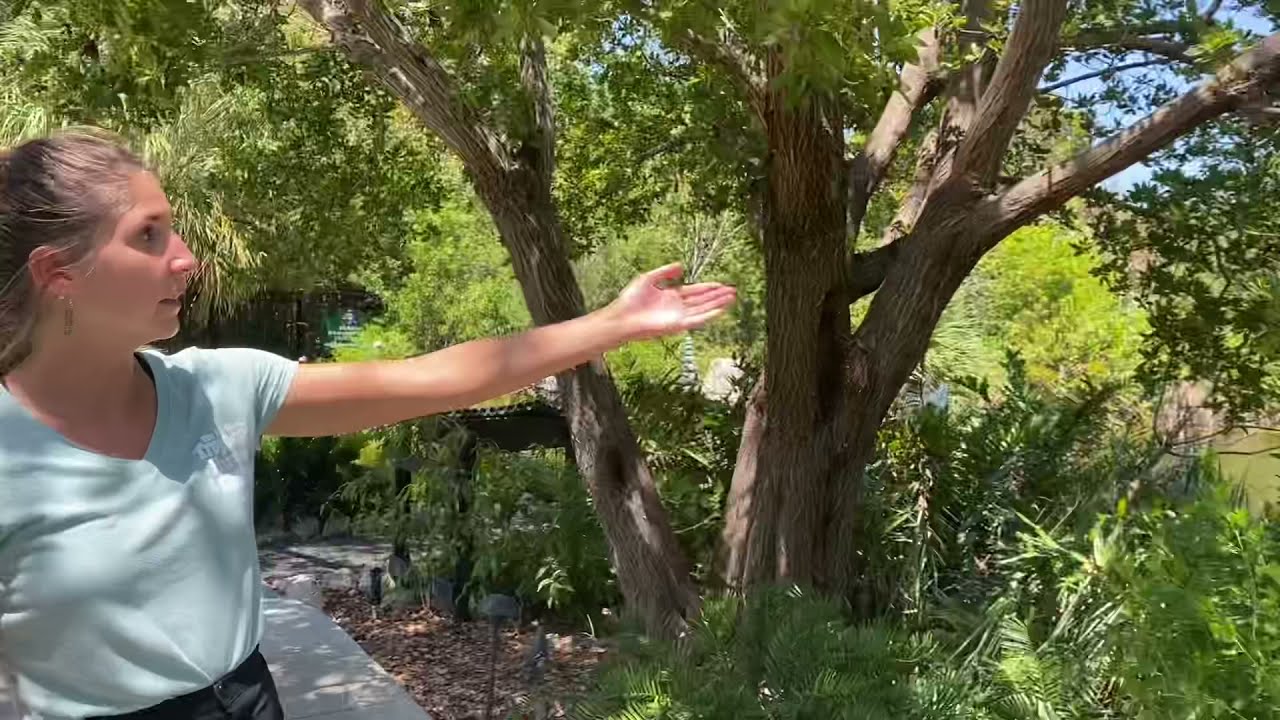 Species Spotlight: Iguana