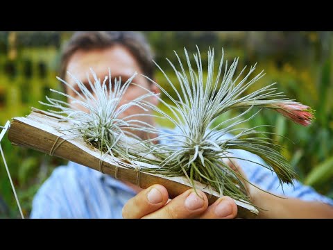 Tillandsia plumosa - Tillandsien Pflege leicht gemacht!
