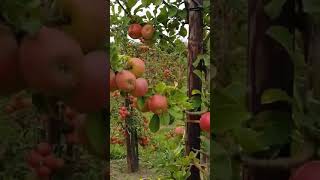 preview picture of video 'Kashmir// a beautiful Gulmarg Apple garden...must wach'