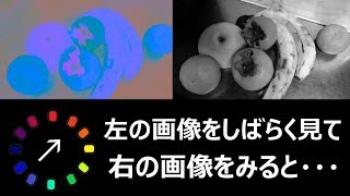 【補色残像現象】白黒写真に色が浮かび上がる！？不思議な体験をしてみてください！！