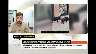 Telecinco: El efecto invasor de los CERDOS VIETNAMITAS