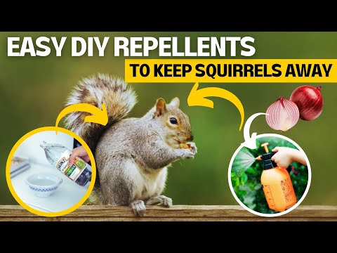 Easy DIY Squirrel Repellents for Your Backyard