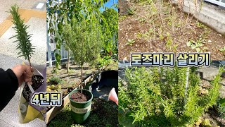 로즈마리 4년간 성장과정!! 죽어가던 로즈마리를 밭에 심었더니?? 로즈마리 가지치기, 물꽂이, 월동!!