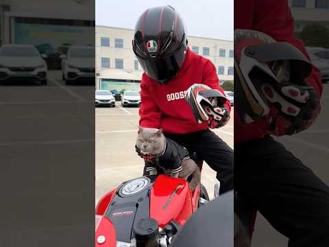 Very cute cat moto rider