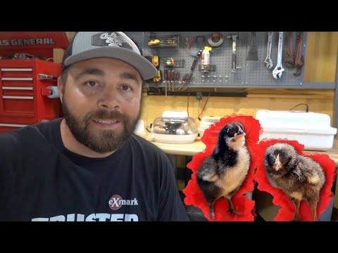 Incubating Chickens is SUPER Easy!