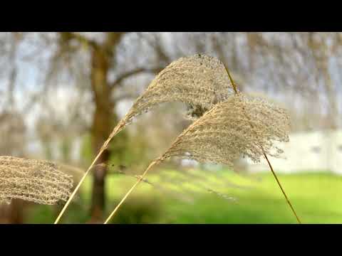 image : Samedi au jardin : "Les Charmilles" Ehpad en Charente