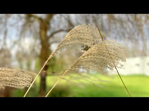 image : Samedi au jardin : au Mans