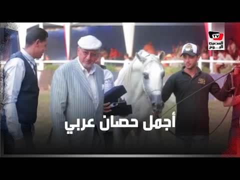 هذا أجمل حصان عربي .. ختام مهرجان الخيول العربية الأصيلة في محطة الزهراء