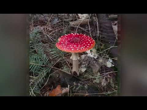 Paddenstoelen - Toadstools & Mushrooms