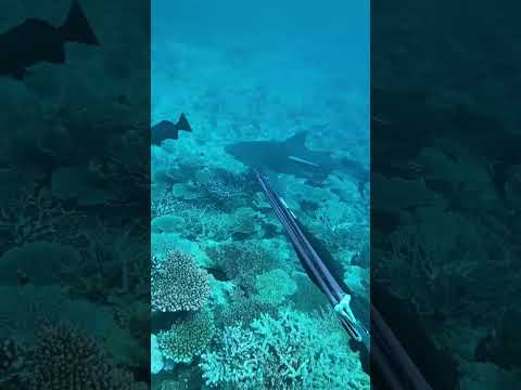 Hunting Cobia of GIANT bull shark! #spearfishing #bullshark #cobia