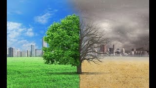 5G Dead Zones in the Cities – Trees Can Save Us