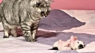 Tiny kitten was abandoned by its stray mother, helplessly howling under a car un