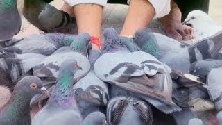 Feeding Pigeons at Jain Temple in Mattancherry, Kochi 