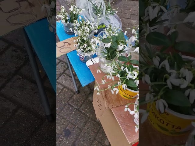 Vídeo relacionado con Bullyland - Figura Campanilla del Invierno 10 (12840)