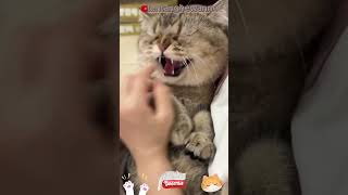 Download lagu cara menjinakkan kucing marah mp3