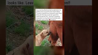 Dog and Horse Friendship Wyatt Sprints to Greet Dakota Every Morning