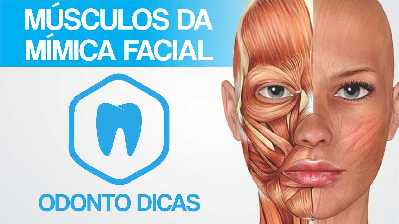 MÚSCULOS DA MÍMICA FACIAL  | ODONTO DICAS