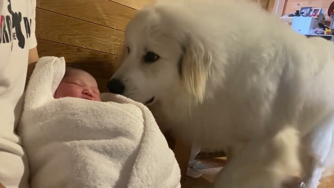 生後1ヵ月の赤ちゃんに“ベッド扱い”されるモフモフ大型犬に反響「シン・もののけ姫？」「夢のベッド…」