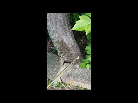 Old Tree Invites Carpenter Ants to Infest Home in Monmouth Beach, NJ