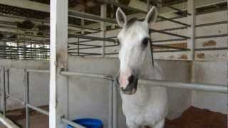 Taman Equestrian Putrajaya Malaysia