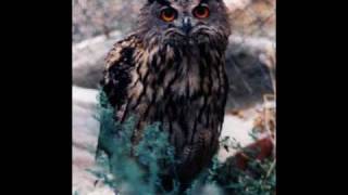 LAS PASTILLAS DEL ABUELO.... ALGO DE VOS !!!