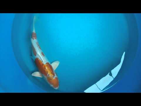 Yamazaki Hariwake Sansai